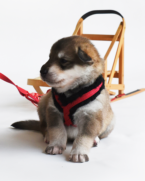 Kiba