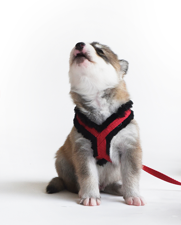 Loki