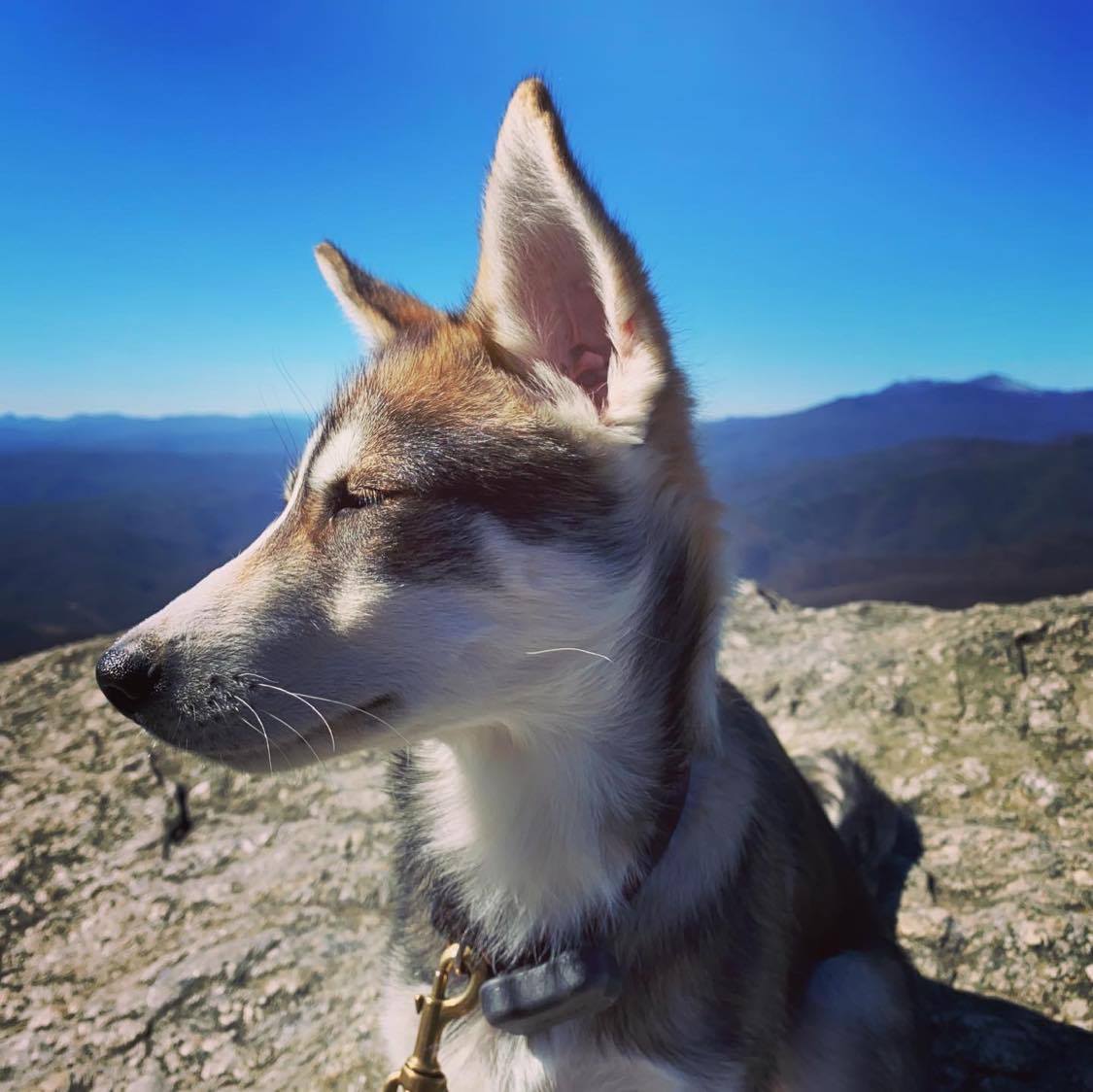 Blowing Rock, Loki