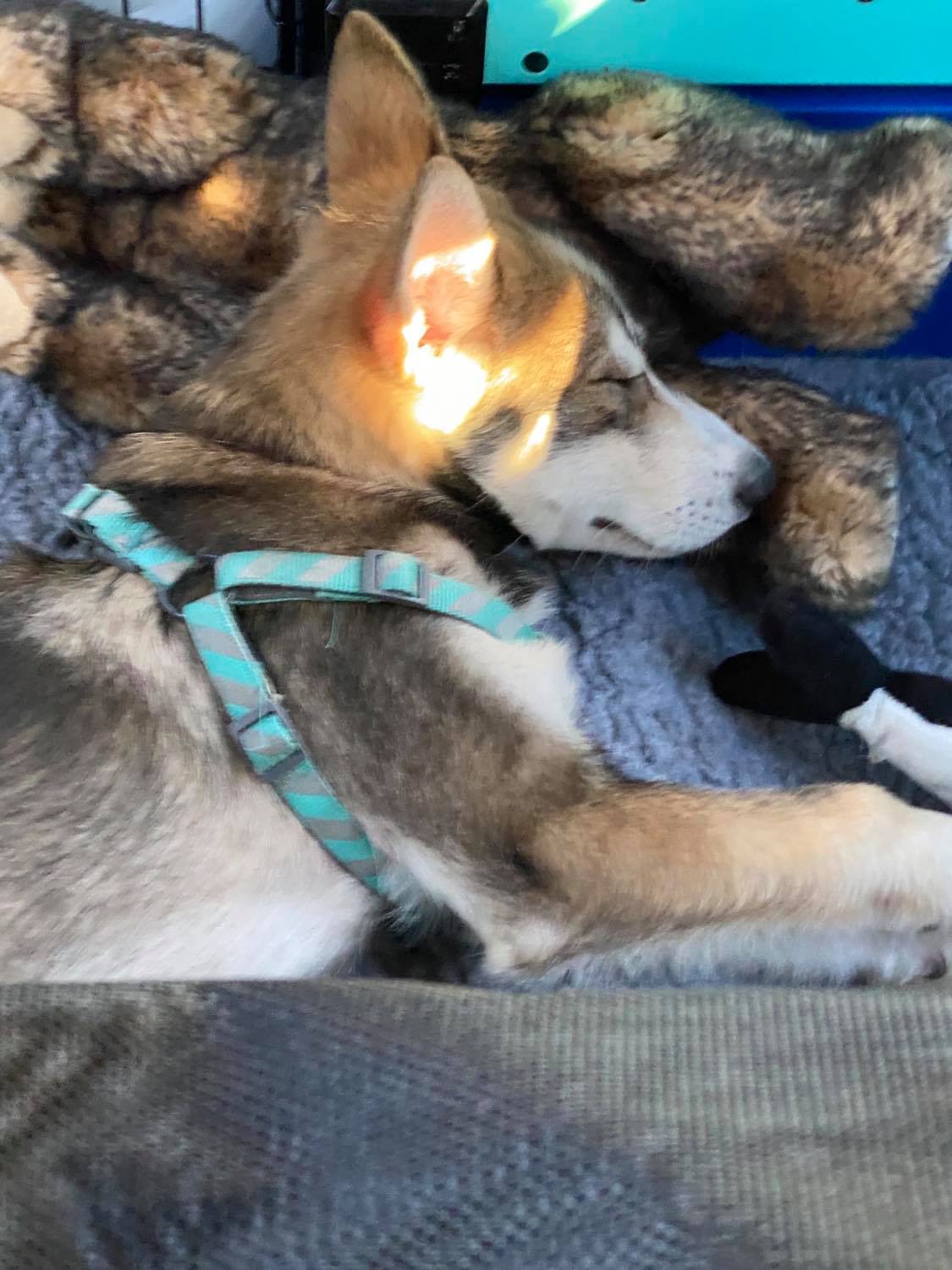 Road Warrior, Loki