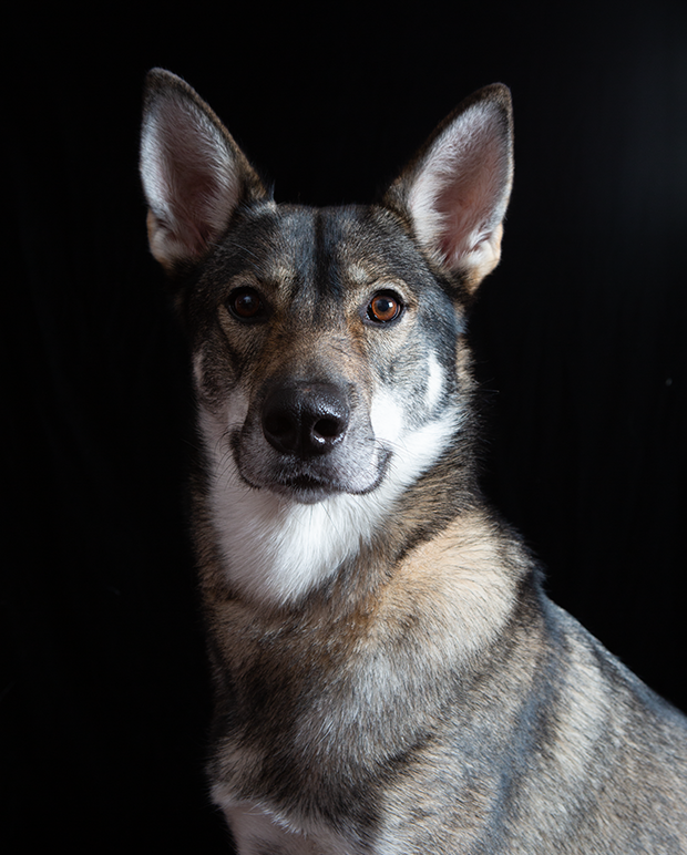 04 Breed Standard